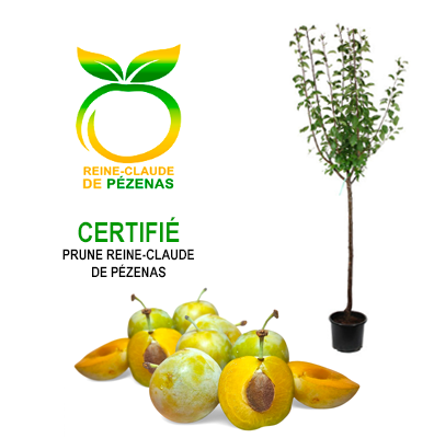 Prune Reine Claude Pézenas - Le recensement